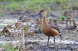 Wandering Whistling-Duck